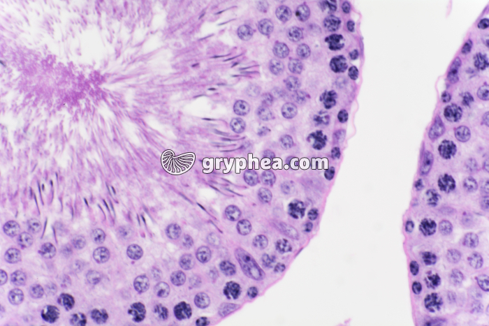 Testicule de Cobaye x200 - gryphea.com